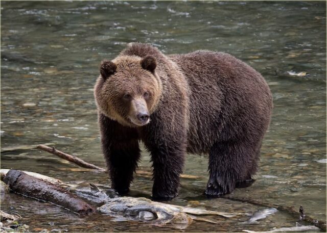 Adult grizzly bear
